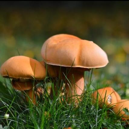 Magic Mushroomse